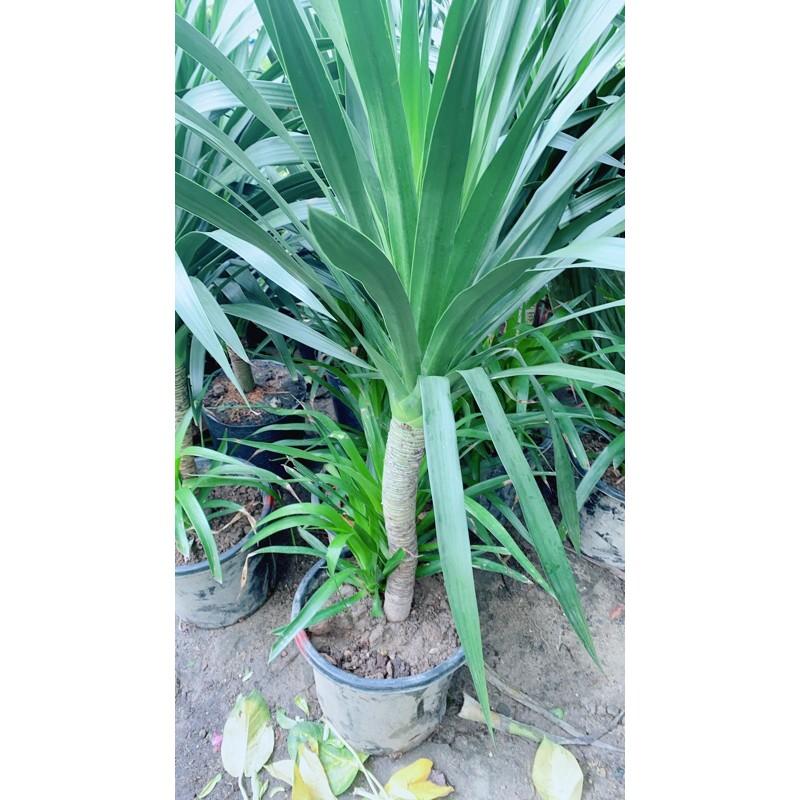 Phát Tài Núi 1 Thân Cao 1m4