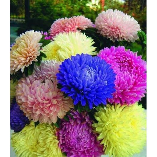 Hạt Giống Hoa Cúc Đại Đóa Cánh To Nhiều Màu CT477 - Gói 50 hạt