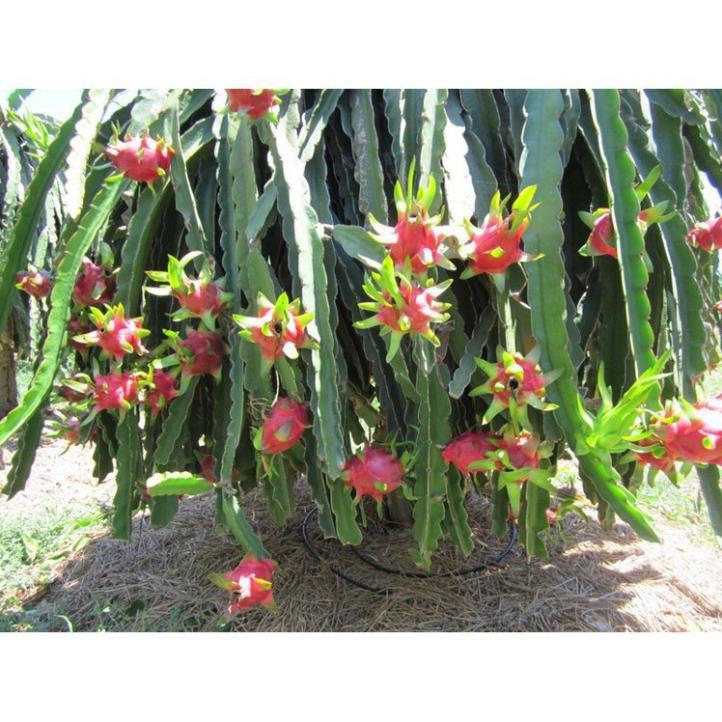 CÂY GIỐNG CÂY THANH LONG VỎ ĐỎ RUỘT TRẮNG MỌNG THỊT BÌNH THUẬN, QUẢ SỚM, SIÊU QUẢ , SIÊU NGỌT, SIÊU NĂNG SUẤT