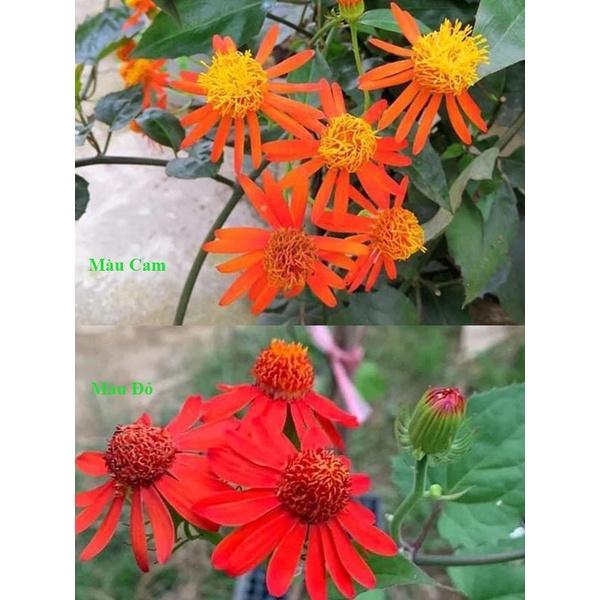 Hoa CÚC LEO MEXICO - Hoa đẹp, sai hoa, bầu 1 cây giống