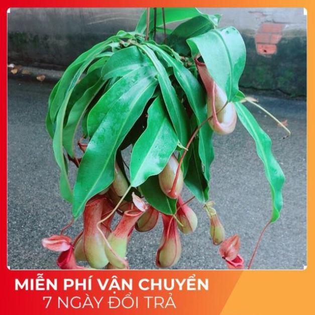 Chậu Cây Nắp Ấm Size Đại