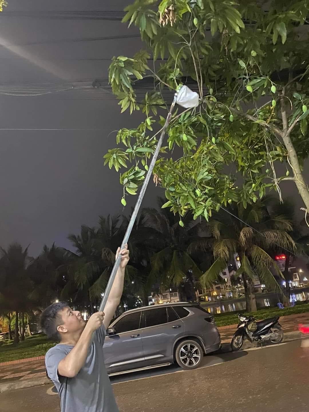 Đầu vợt hái trái cây