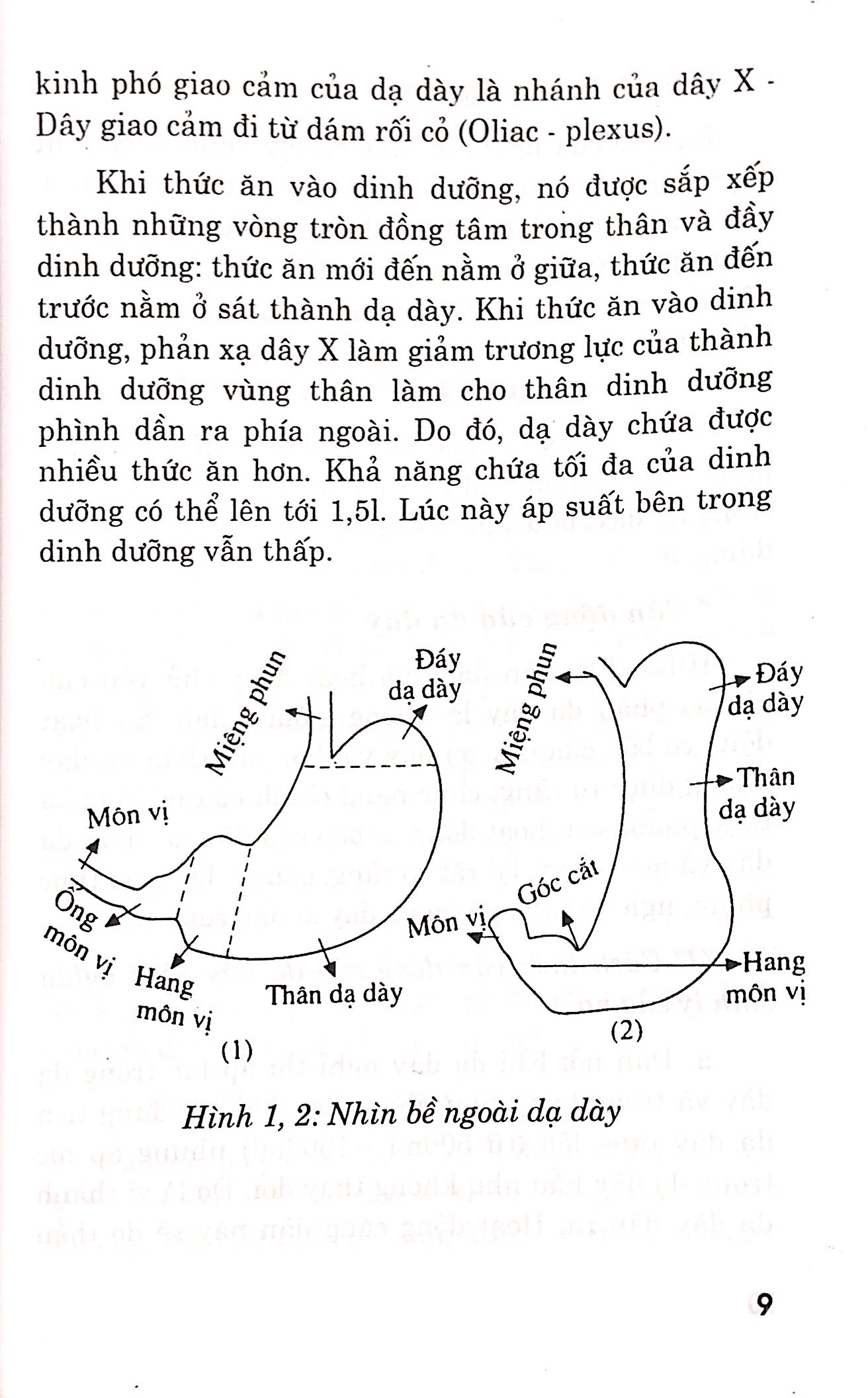 Các Phương Pháp Chữa Trị - Bệnh Dạ Dày