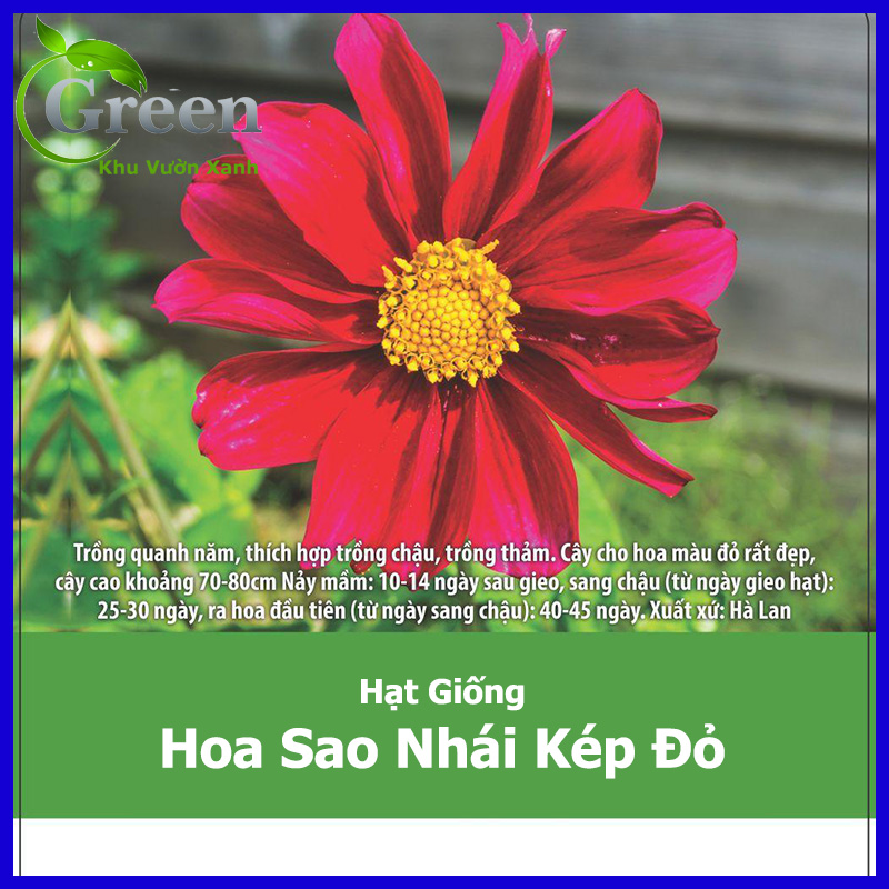 Hạt Giống Hoa Sao Nhái Kép Đỏ Hà Lan