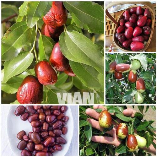 Cây giống hồng táo - cây giống nhập khẩu