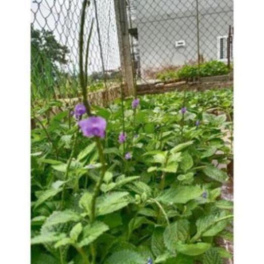 Combo 10 cây đuôi chuột hoa tím