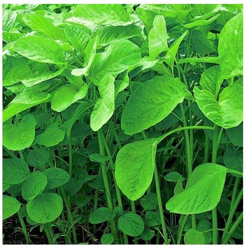 Hạt Giống Rau Dền Xanh Lá Tròn Cao Sản Dễ Trồng Năng Xuất Cao Gói 20G 5000 Hạt - Khu Vườn Ban Công