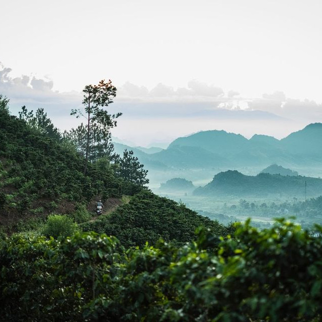 Cà phê (cafe)  rang xay nguyên chất Robusta hữu cơ 100% berry culi - Vanbina Coffee Single origin ( Dạng bột )