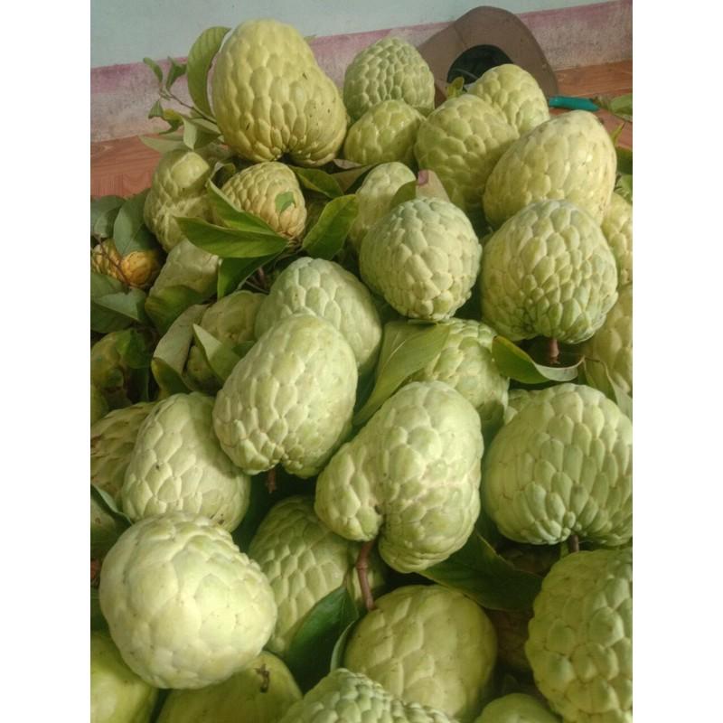 50 túi xốp bọc na