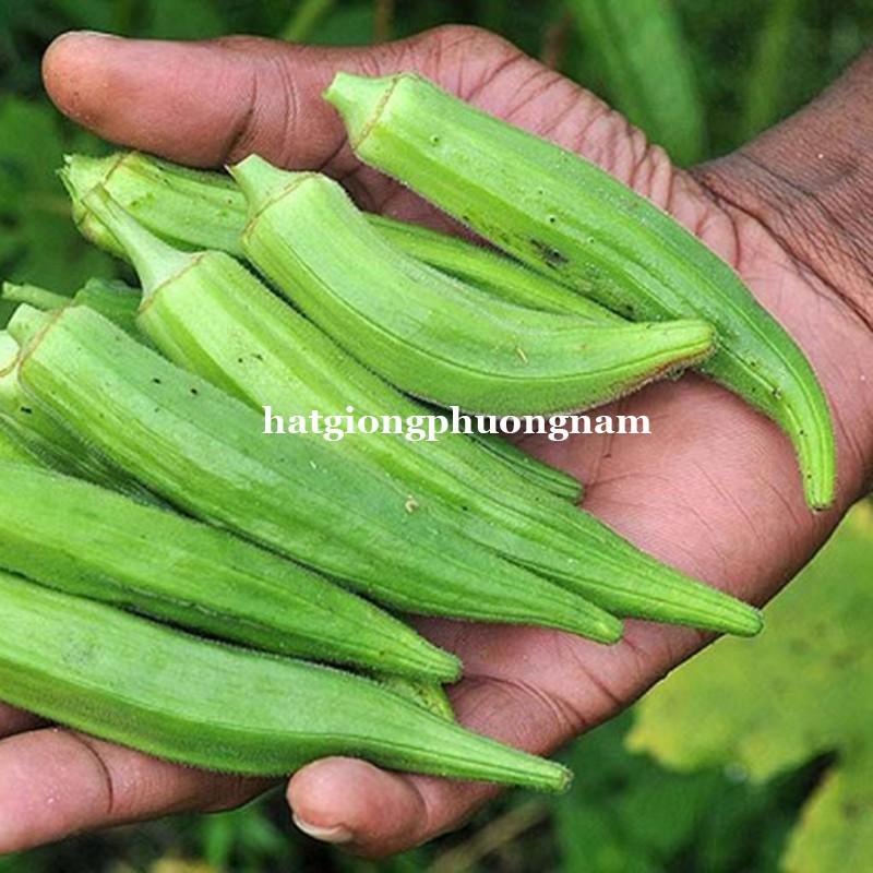 20GR - HẠT GIỐNG ĐẬU BẮP