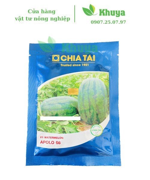 Hạt giống Dưa hấu APOLO 66 20gr Độ nảy mầm cao