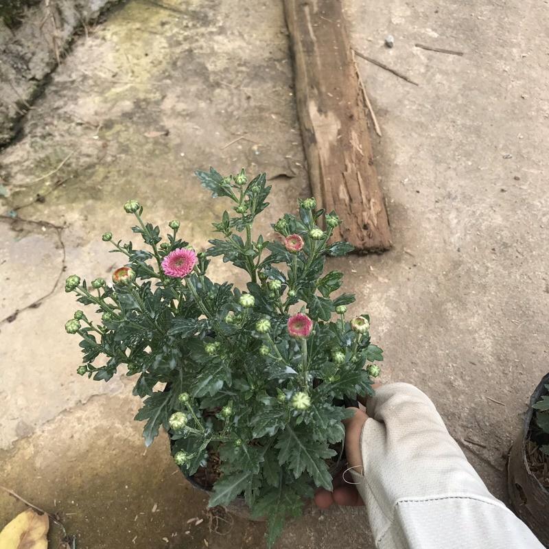 Cây cúc ruby trồng trong bịch đen đã có nụ và đang ra hoa