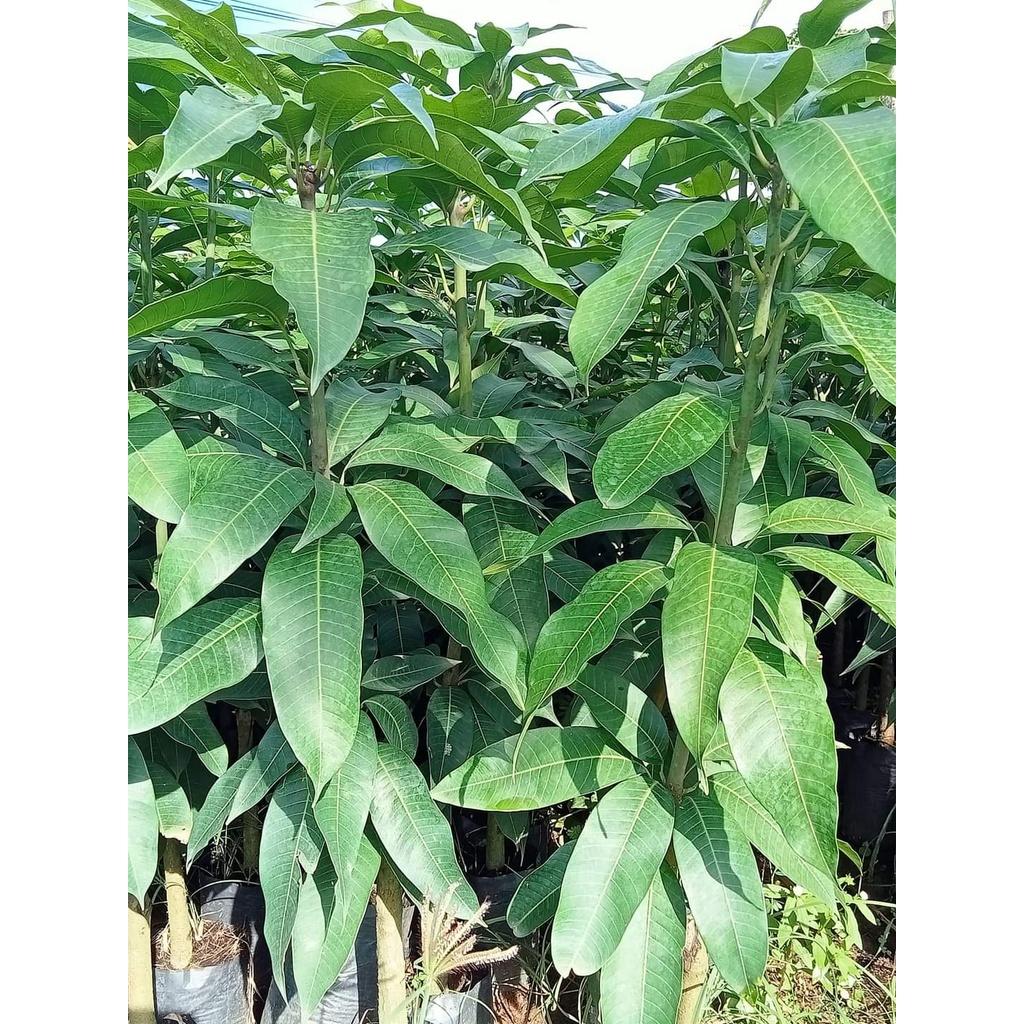 Cấy giống Xoài Keo CamPuchia.