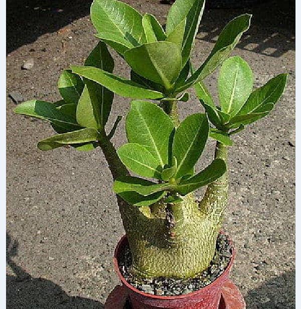 Hạt giống cây hoa sứ kim tự tháp - Gói 5 hạt/ kèm 3 viên nén xơ dừa ươm hạt