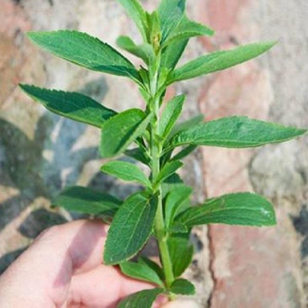 Hạt giống cỏ ngọt stevia KNS3466 - Gói 20 hạt