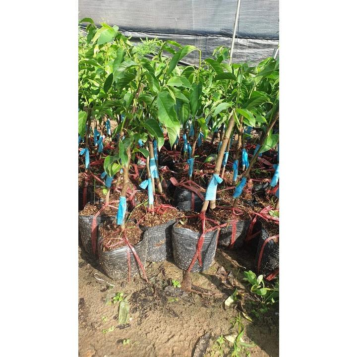 Giống Cây Na Tím