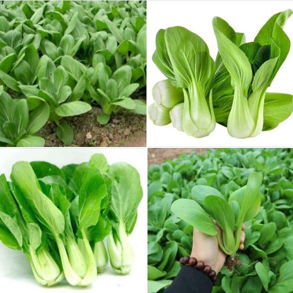 Hạt giống rau cải thìa dể trồng f1-gói 20 gram/tặng kèm gói phân bón lót