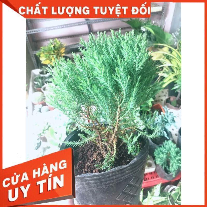 Tùng bồng lai và chậu sứ tráng men Nhiều Người Mua