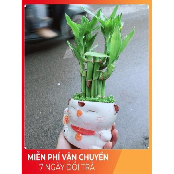 Chậu Trúc Phát Tài Mèo Thần Tài
