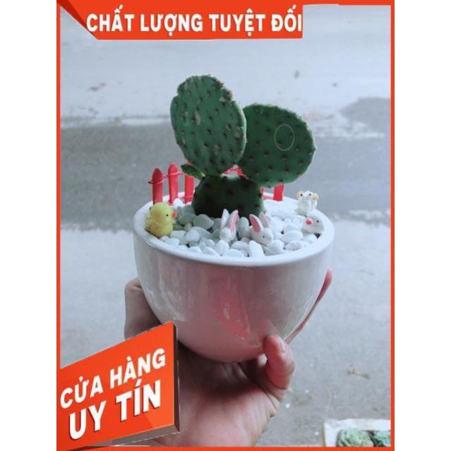 Chậu Xương Rồng Tai Thỏ