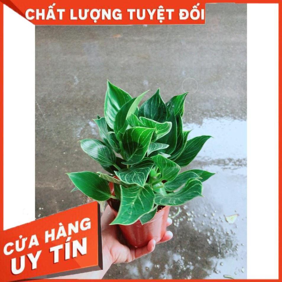 Cây Trầu Bà Cẩm Thạch Hay Trầu Bà Kim Cương Hoặc  PHILODENDRON BIRKIN