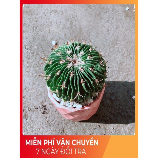 Chậu Xương Rồng Trúc Ngọc