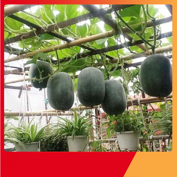 Hạt Giống Bí Xanh Đài Loan -Nảy Mầm Cực Chuẩn