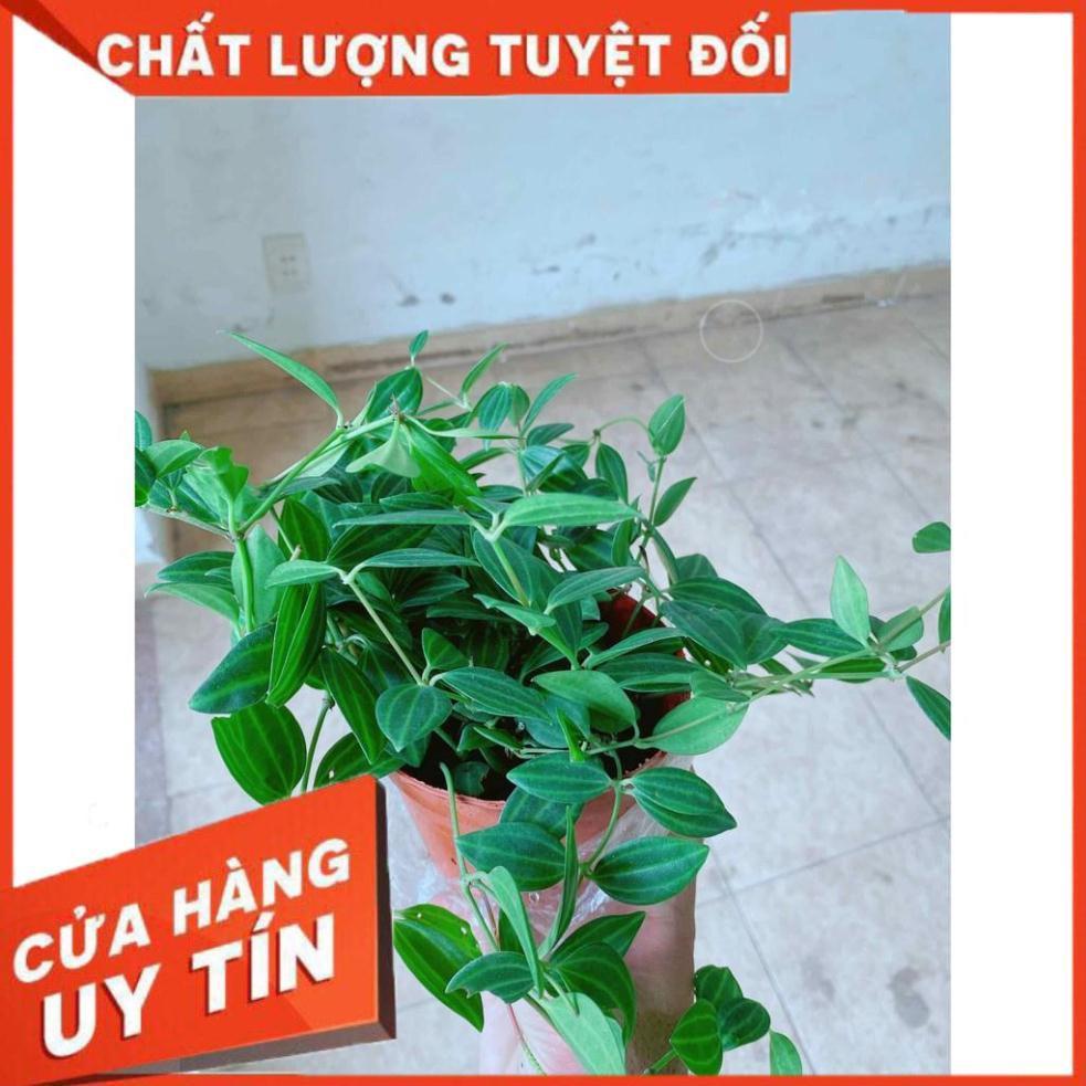 Chậu cây bình an Nhiều Người Mua