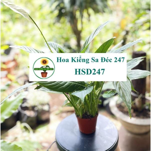 Cây hoa lan ý tặng phân bón - hoa kiểng lá - trang trí nội thất cảnh quan sân vườn ngoài trời