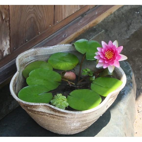 5 Hạt giống súng mini siêu nhỏ xinh nhiều màu