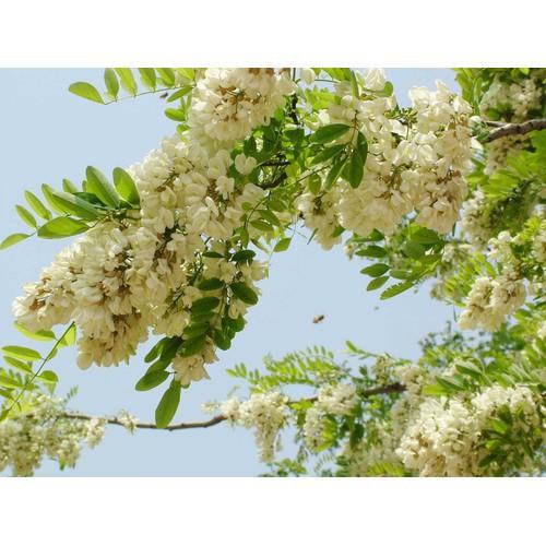 CÂY GIỐNG CÂY HOA HÒE ,CAM KẾT GIỐNG CHUẨN F1 - CGCHHHH