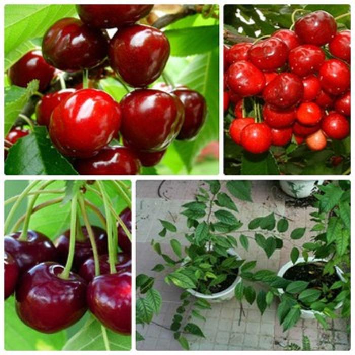 cây giống cherry anh đào mỹ chịu nhiệt