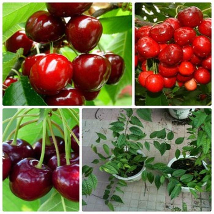 Cây giống cherry BRAZIL chịu nhiệt -cây to đại sẵn quả non