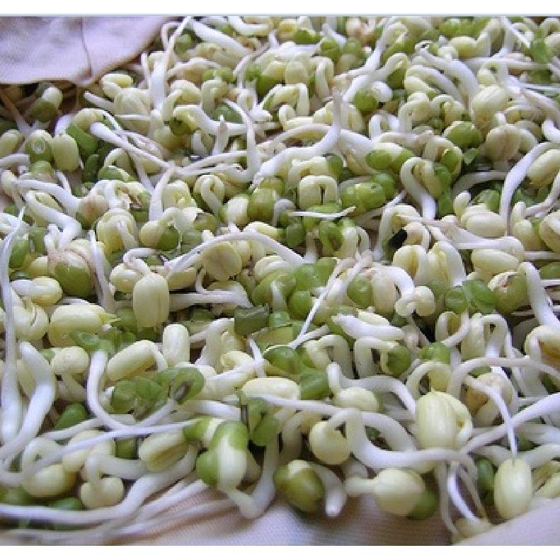 Hạt giống mầm giá đậu xanh-gói 50 gram