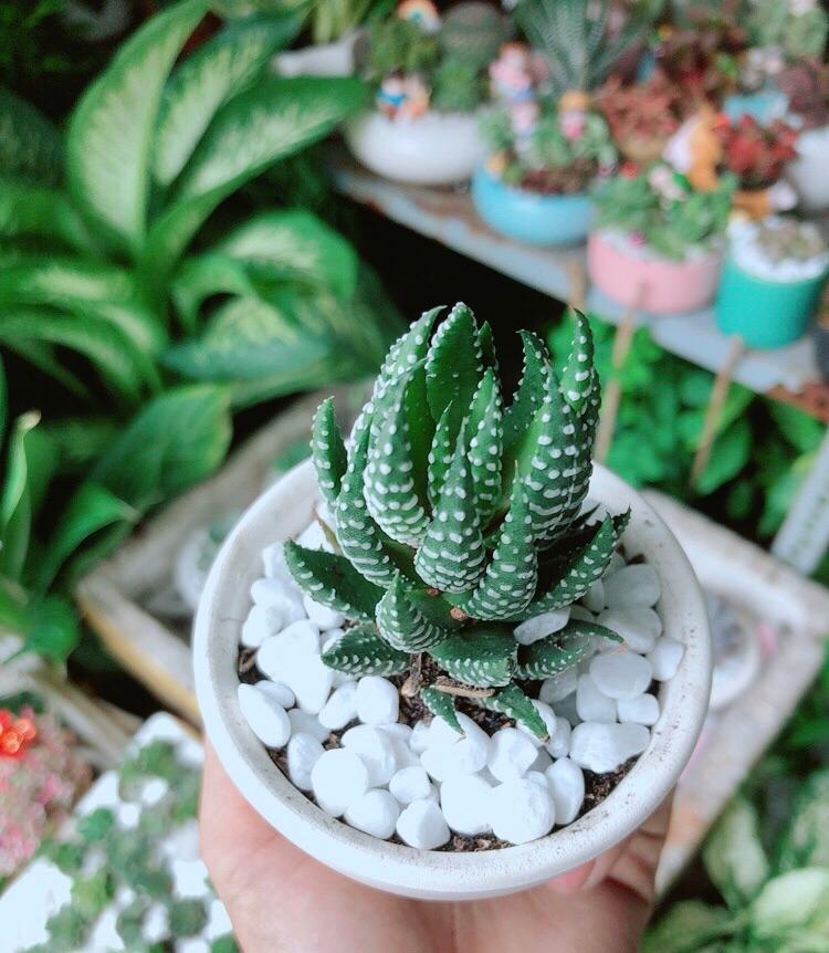 Chậu Cây Xương Rồng Búp