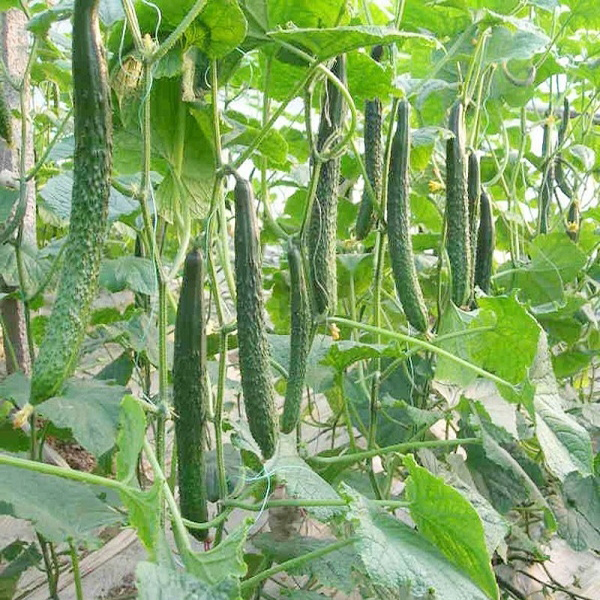 Hạt giống Dưa chuột Nhật F1 - Nảy mầm cao Titapha
