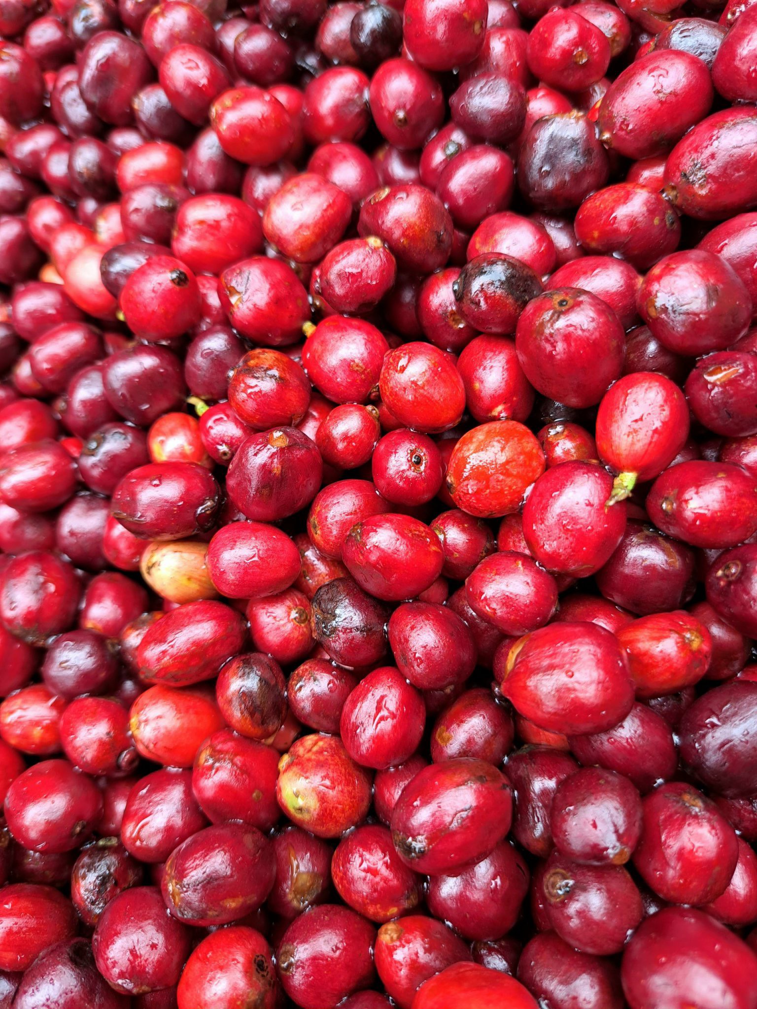 Túi Cà Phê Impact Fine Robusta Dak Lak 250g