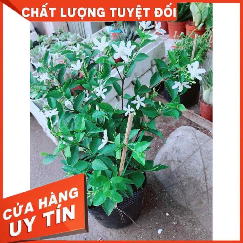 Hoa chỉ thiên Nhiều Người Mua