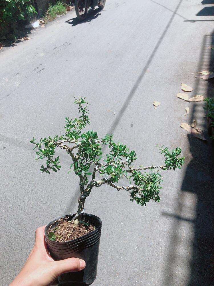 Cây Linh Sam Bonsai