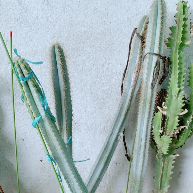 Xương Rồng Lớn 60-90cm