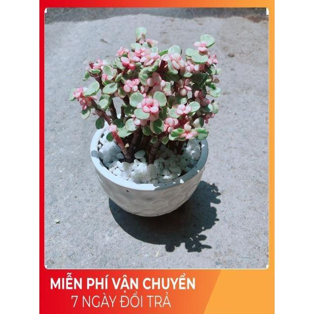 Chậu Đô La Hồng