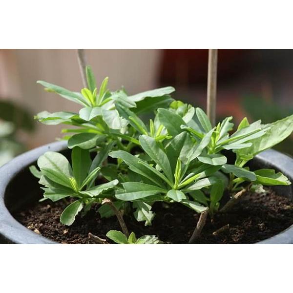 Hạt Giống Sâm Đất - Talinum Crassifolium Willd KNS3711 - Gói 20 hạt