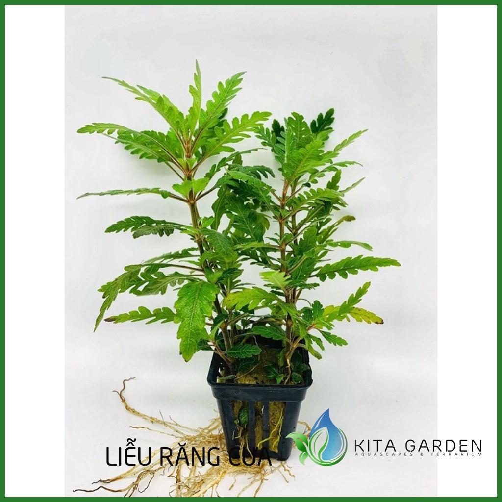 LIỄU RĂNG CƯA ĐỎ LÙN XÒE - CÂY THỦY SINH - CÂY THỦY SINH DỄ TRỒNG