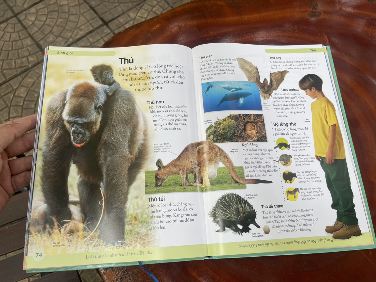 – BÁCH KHOA ĐẦU TIÊN – MỞ MANG KIẾN THỨC KHƠI DẬY TIỀM NĂNG– tủ sách DK – Đông A – Bìa Cứng in màu toàn bộ