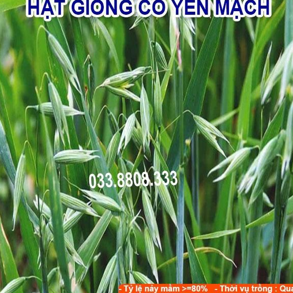 Hạt Giống Cỏ Yến Mạch 300g – Hạt Giống Cỏ Chăn Nuôi Chịu Lạnh Tốt - Chăn Nuôi Gia Súc Lớn và có thể dùng nuôi mèo