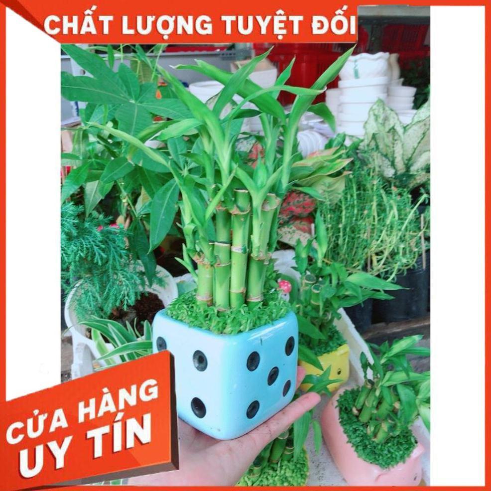 Chúc phát tài chậu súc sắc