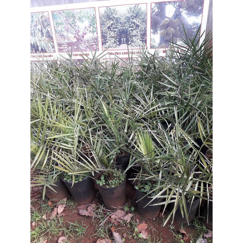 Cây giống  CHÀ LÀ NAM MỸ ( GIỐNG NHẬP KHẨU TỪ ÚC - CÂY ƯƠM ĐƯỢC 3 NĂM, BẦU TO KHỔNG LỒ  ]