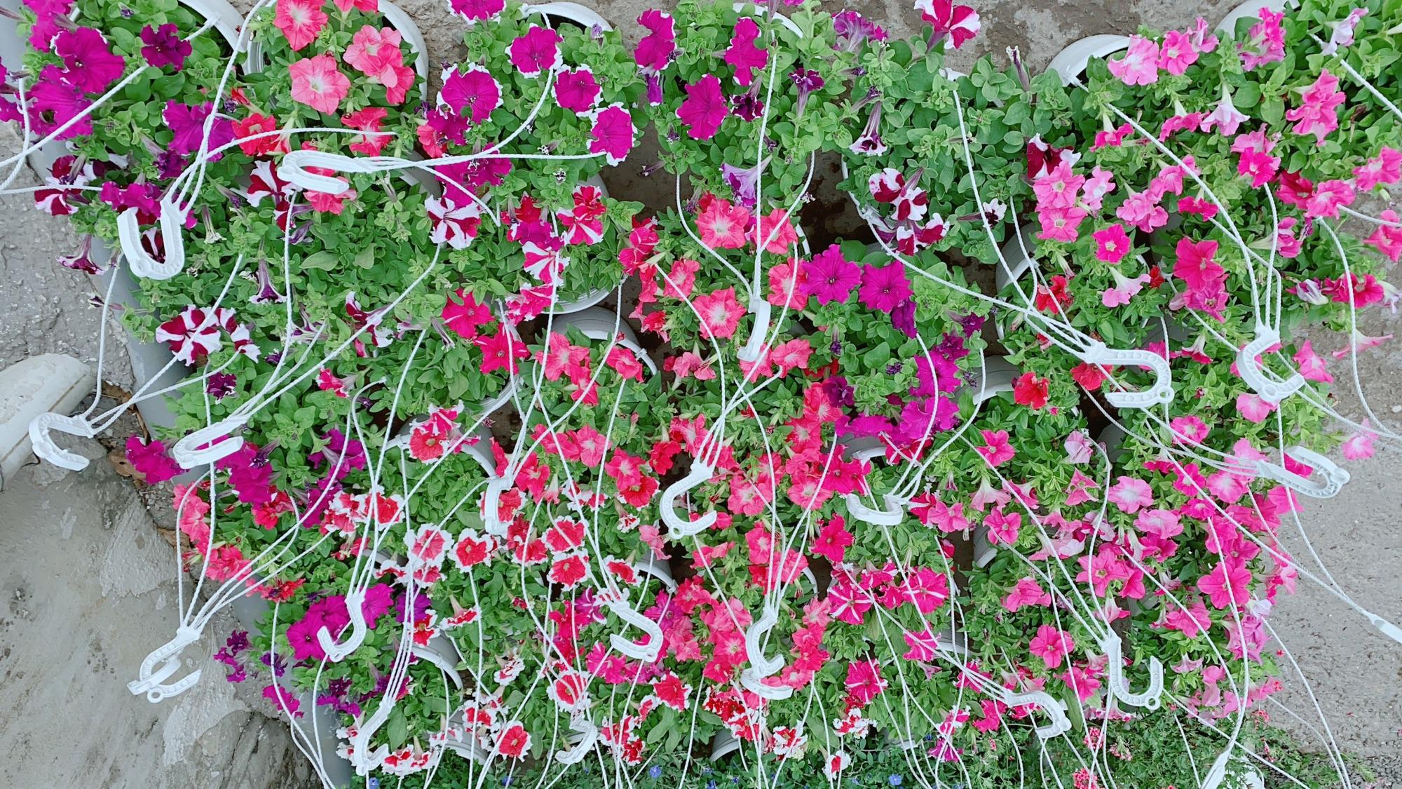 Chậu Hoa Dạ Yến Thảo