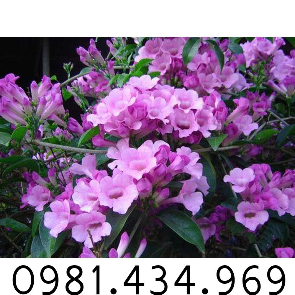 T.LÝ- 01 Cây hoa Lan Tỏi-lan leo tỏi tím. bầu giống, giá rẻ
