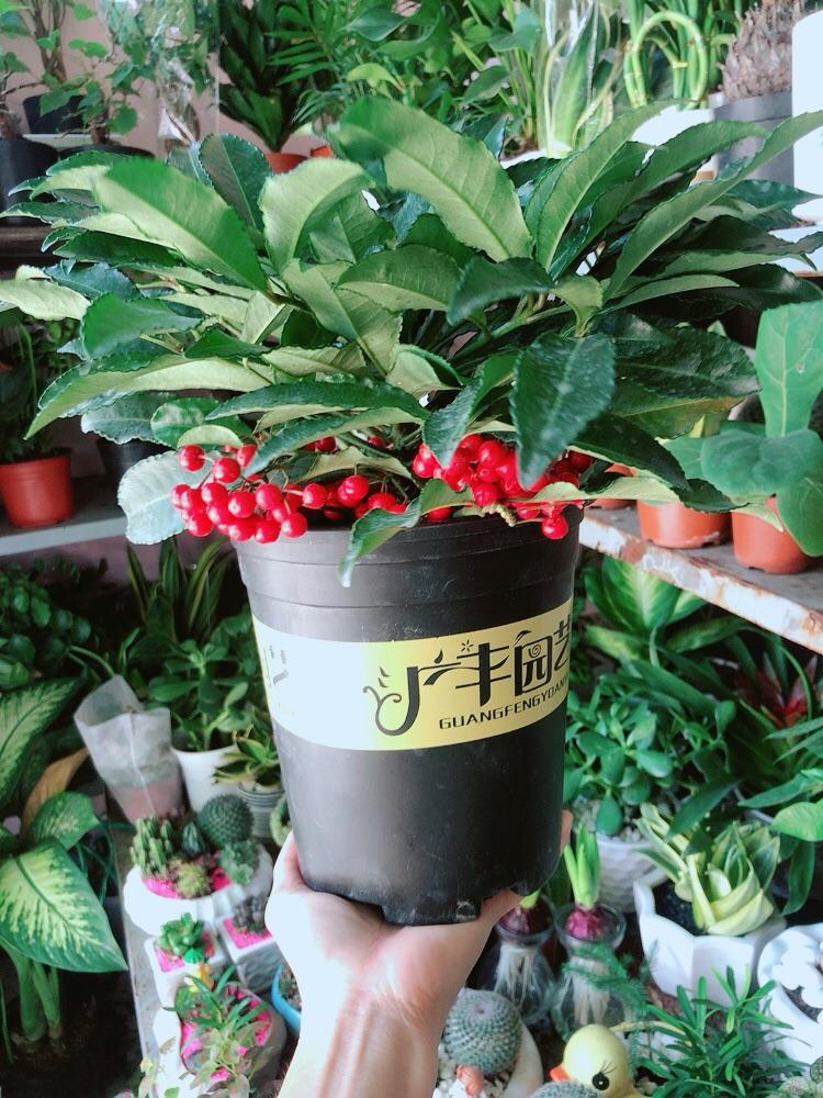 Kim Ngân Lượng Mẫu Để Bàn